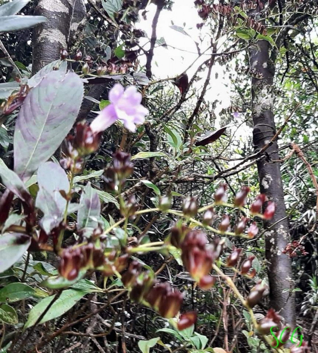 Strobilanthes sexennis var. glaberrima J.R.I.Wood